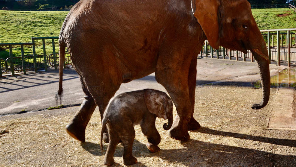 El elefante africano nacido en Cabárceno es el primero de tercera generación en España
