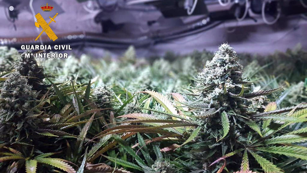 Desmantelada en Suesa una plantación indoor con 735 plantas de marihuana
