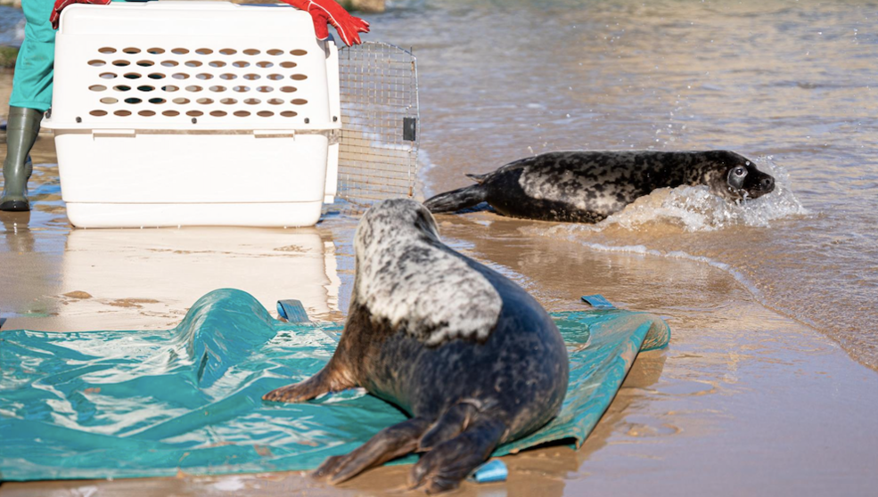 Las dos focas vuelven a su hábitat