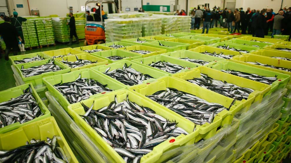 La Asociación de Fabricantes de Conservas de Pescado de Cantabria (CONSESA) ha advertido de que "peligra" la supervivencia de la anchoa en la región