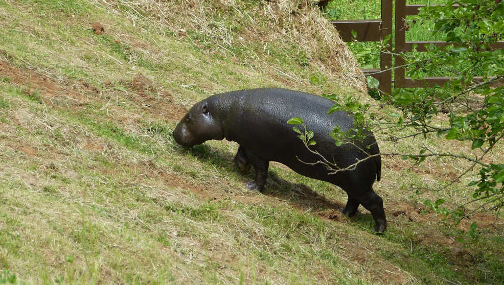Llegada de la hipopótama pigmeo Moyamba al Parque de la Naturaleza de Cabárceno