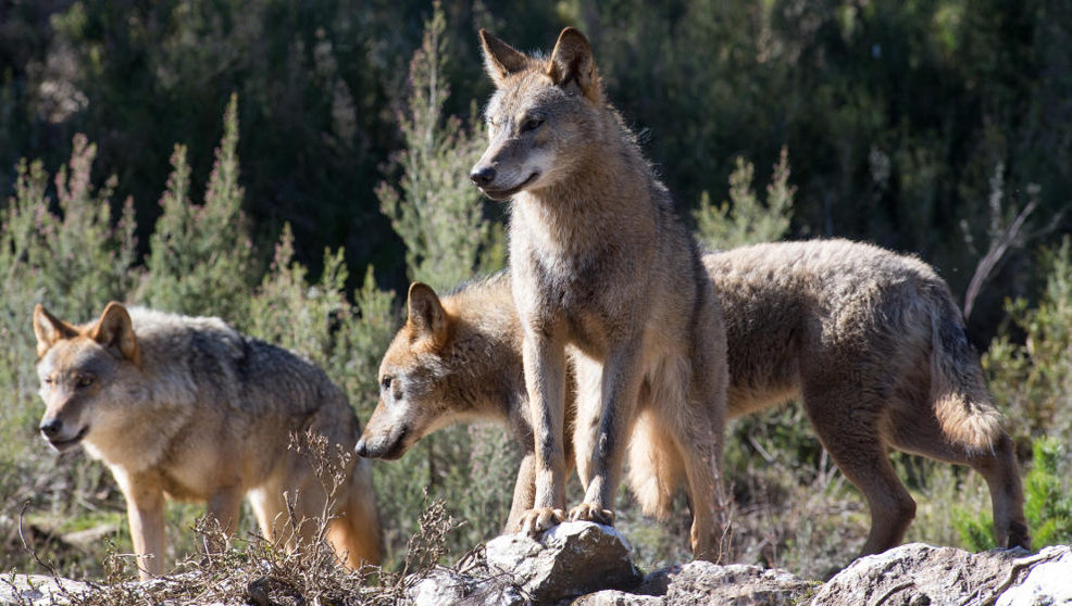 El Gobierno de España argumenta que el país tiene que ponerse a la altura de la UE en materia de protección del lobo