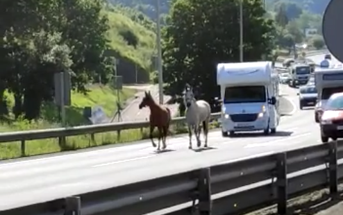 Dos caballos por la A-8 | Imagen del vídeo publicado por El Correo