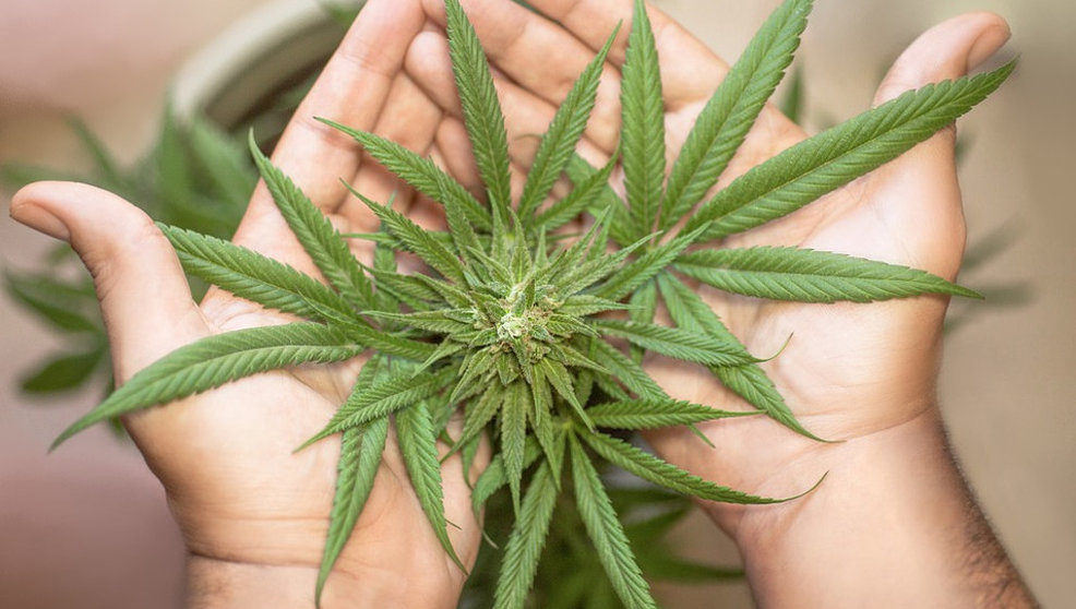 La compra de cannabis CBD sin THC ha crecido en popularidad y es una actividad totalmente legal