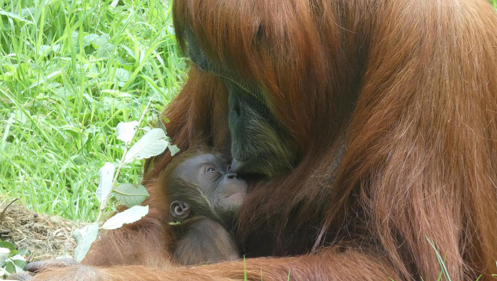 Oihana, la cría de orangután de Sumatra, junto a su madre
