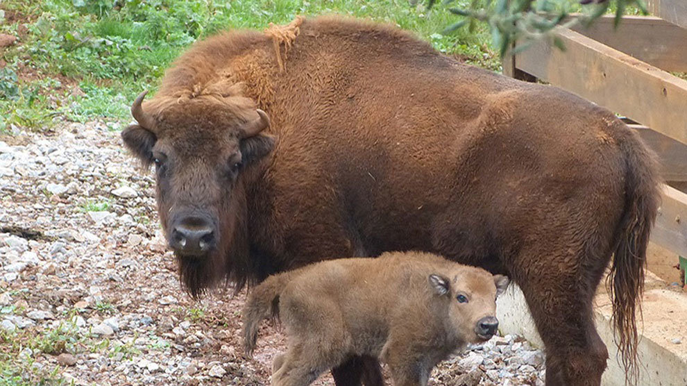 Cría de bisonte nacida este mes en Cabárceno junto a su madre