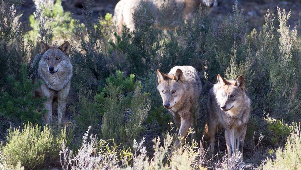 Varios lobos ibéricos