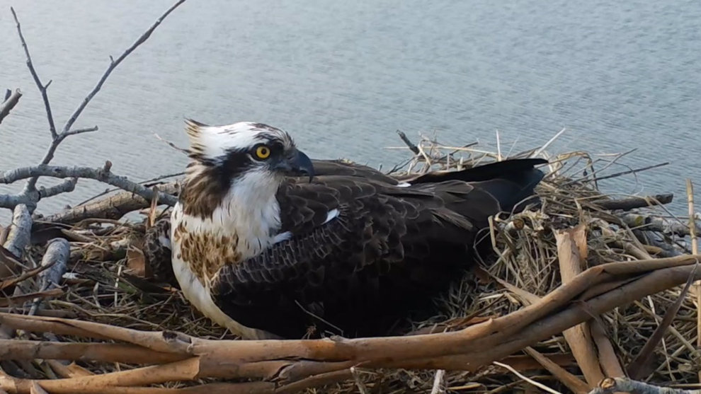 El águila pescadora comienza el período de incubación en la Bahía de Santander