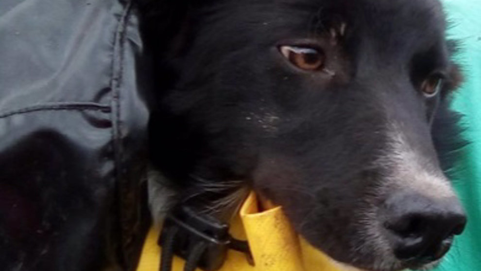 Perro rescatado de una torca de 15 metros en Guriezo