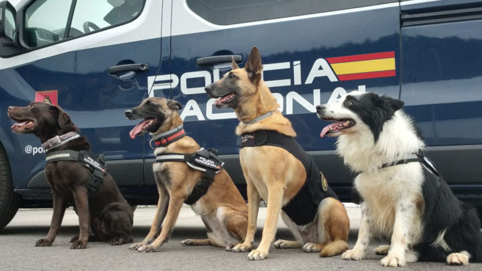 Perros policía jubilados | Foto: Policía Nacional