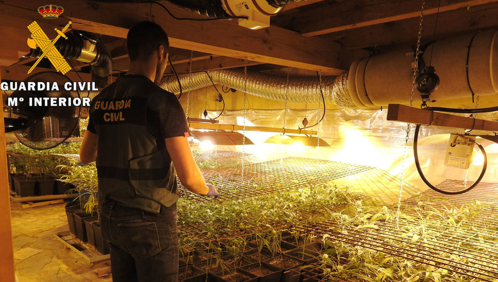 Plantación de marihuana desmantelada en Ramales de la Victoria