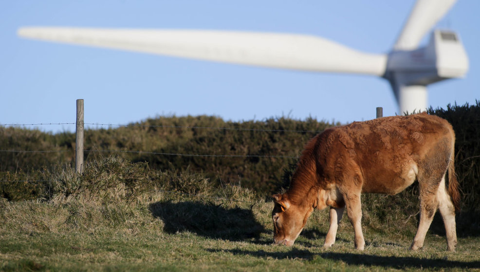 Una vaca pasta frente a un aspa de un aerogenerador en un Parque eólico