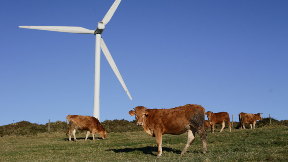 Abadin, Lugo. Vacas y caballos conviven con molinos de energia eolica en la Serra do Xistral. La nueva ley de eolicos que prepara la Xunta de Galicia esta generando malestar y disgusto en multitud de poblaciones y vecinos, al aumentar los derechos de las energeticas en los parques eolicos que se liciten a partir de ahora.