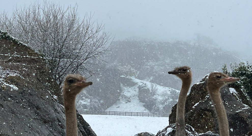 Los animales de Cabarceno han podido disfrutar de la nieve este miércoles