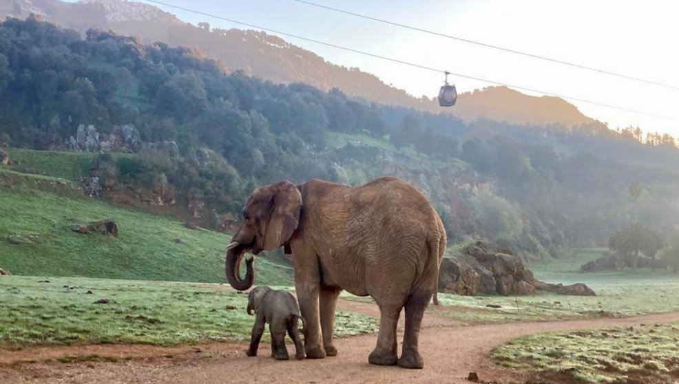 La elefanta pasea con su madre en sus primeras horas de vida