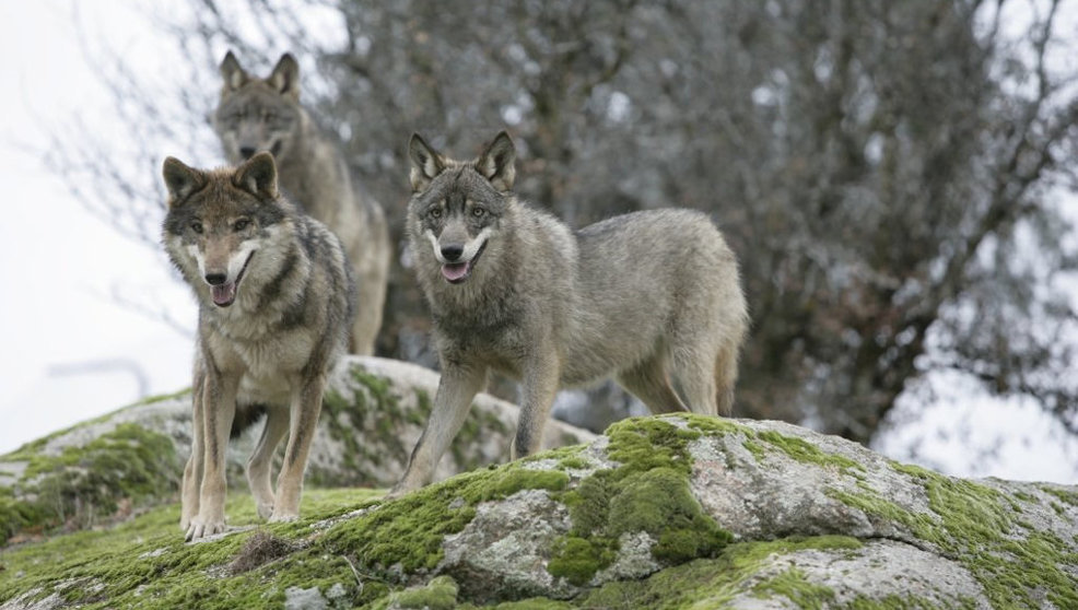 Cantabria trabajará en la UE para que el lobo deje de ser especie protegida