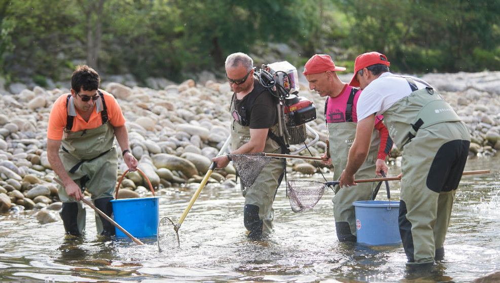 Trabajadores de la naturaleza durante el traslado y rescate de peces en el río Pas