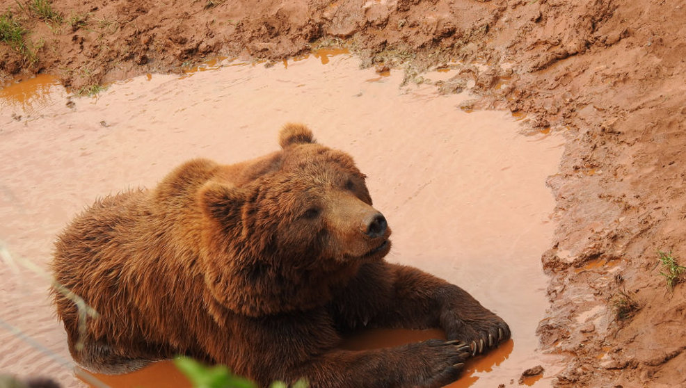 Imagen de un oso tumbado en un charco