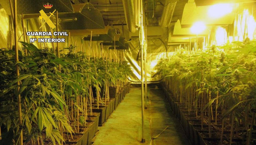 Una de las plantaciones de marihuana desmanteladas por la Guardia Civil