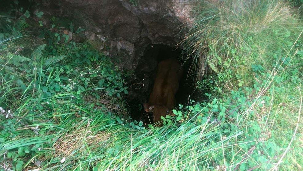 Sima donde había caído la vaca, que ha fallecido antes de poder ser rescatada