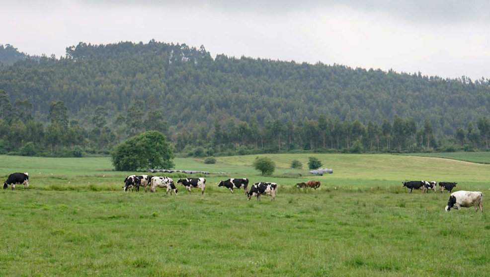 Vacas pastando en Cantabria