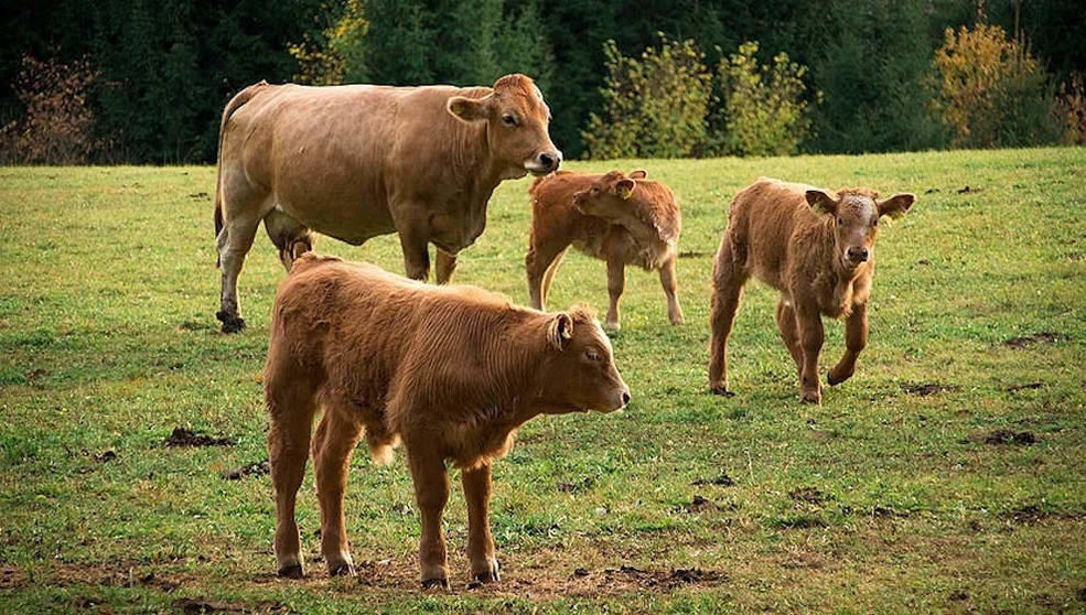 Vacas en Cantabria
