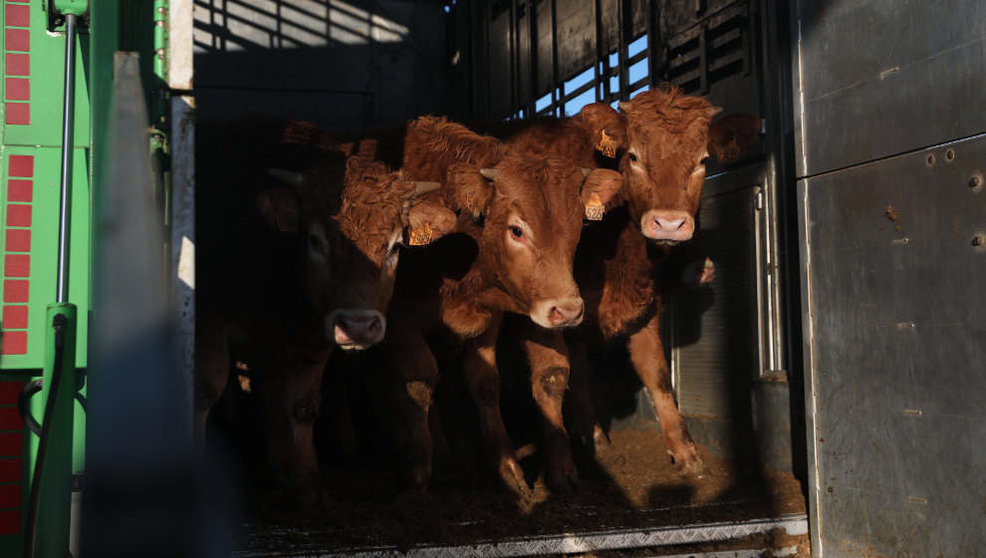 Ya son casi medio millar de vacas las afectadas por el brote en Cantabria