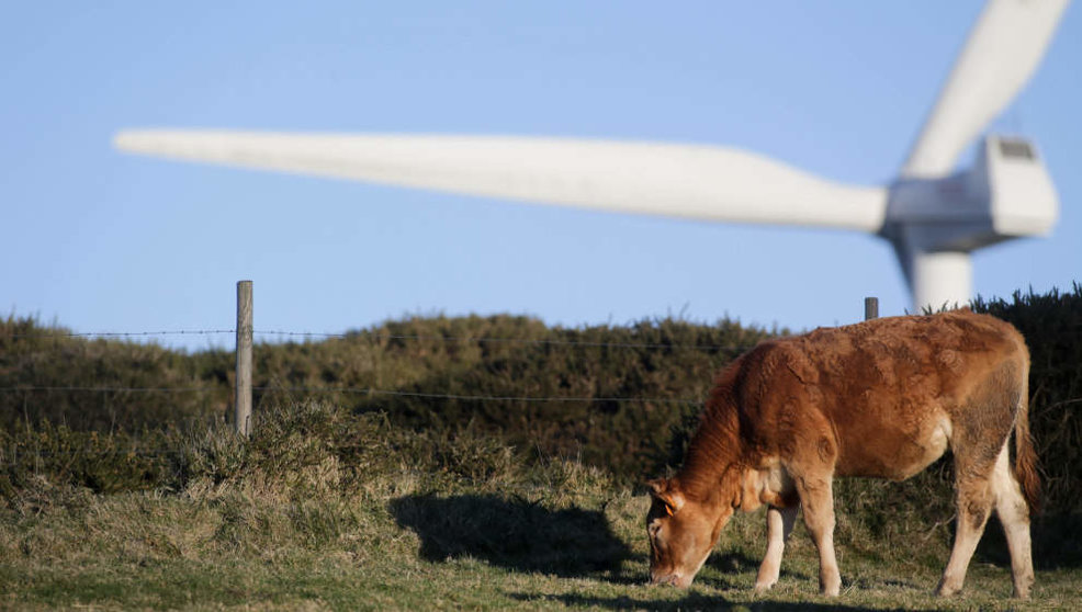 Una vaca pasta frente a un aspa de un aerogenerador
