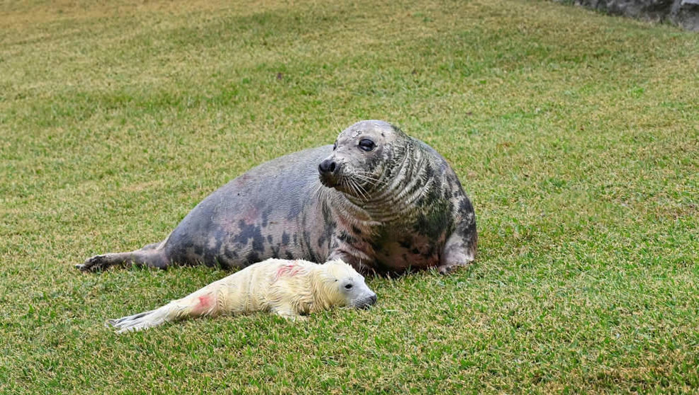 La cría de foca gris recién nacida en el minizoo de la Magdalena con su madre