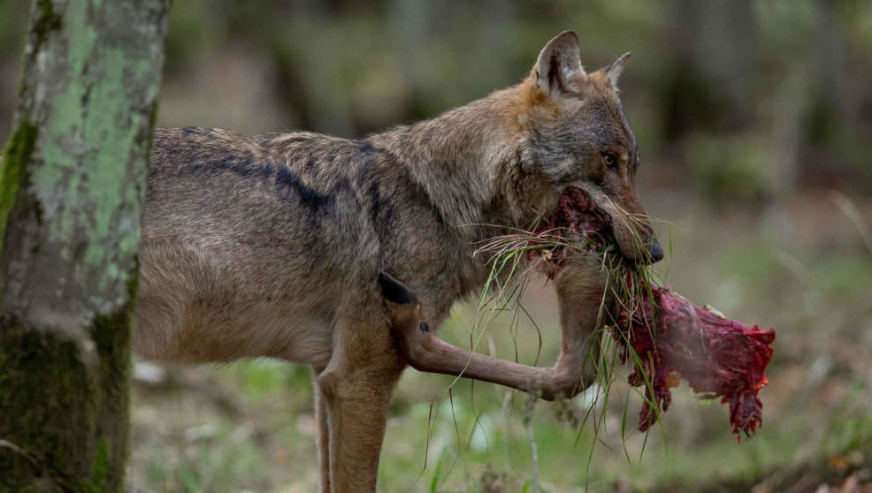 Imagen de un lobo alimentándose
