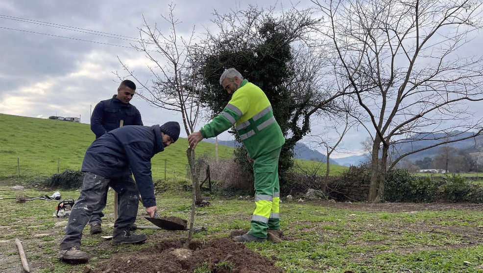 Operarios municipales plantan un cerezo en Santiago de Cartes