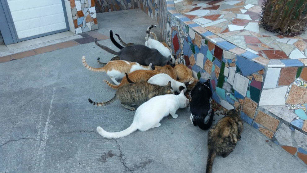 Varios gatos de una colonia felina