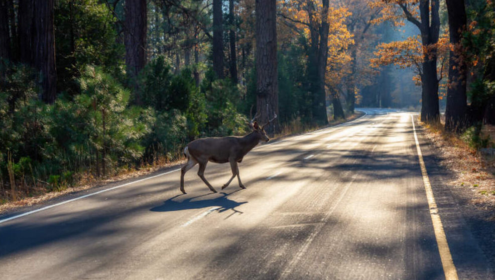 Un animal cruzandose en una carretera