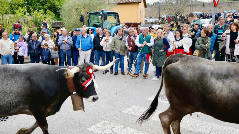 El consejero de Desarrollo Rural, Ganadería, Pescar y Alimentación, Pablo Palencia, asiste a la 'pasá' de ganado tudanco en Cartes