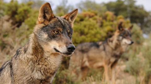 Cantabria se plantea recurrir el auto que mantiene la prohibición de cazar lobos