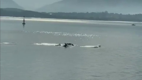 Los delfines vuelven a disfrutar de la Bahía de Santander