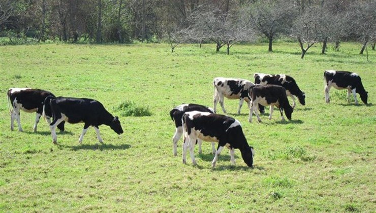 Cantabria tiene el agua menos contaminada de España gracias a su modelo de agricultura y ganadería sin macrogranjas