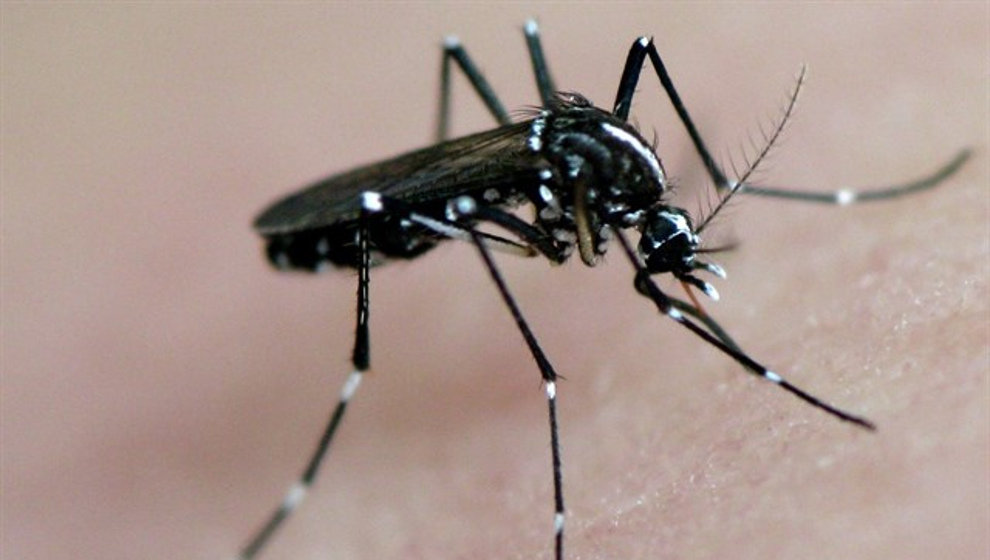 Alertan sobre la llegada de mosquitos peligrosos a España este verano