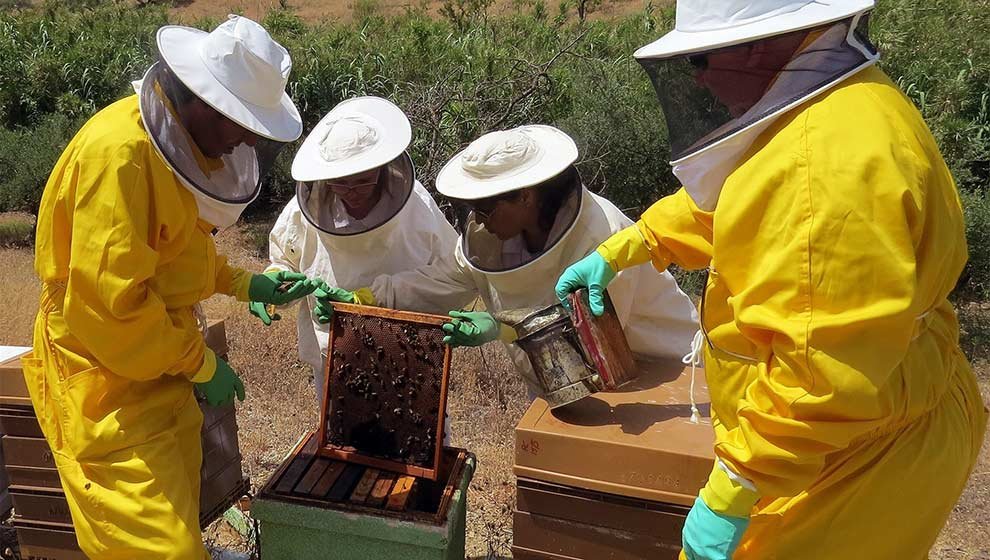 Desarrollo Rural convoca ayudas para la mejora de la producción y comercialización de la miel en Cantabria