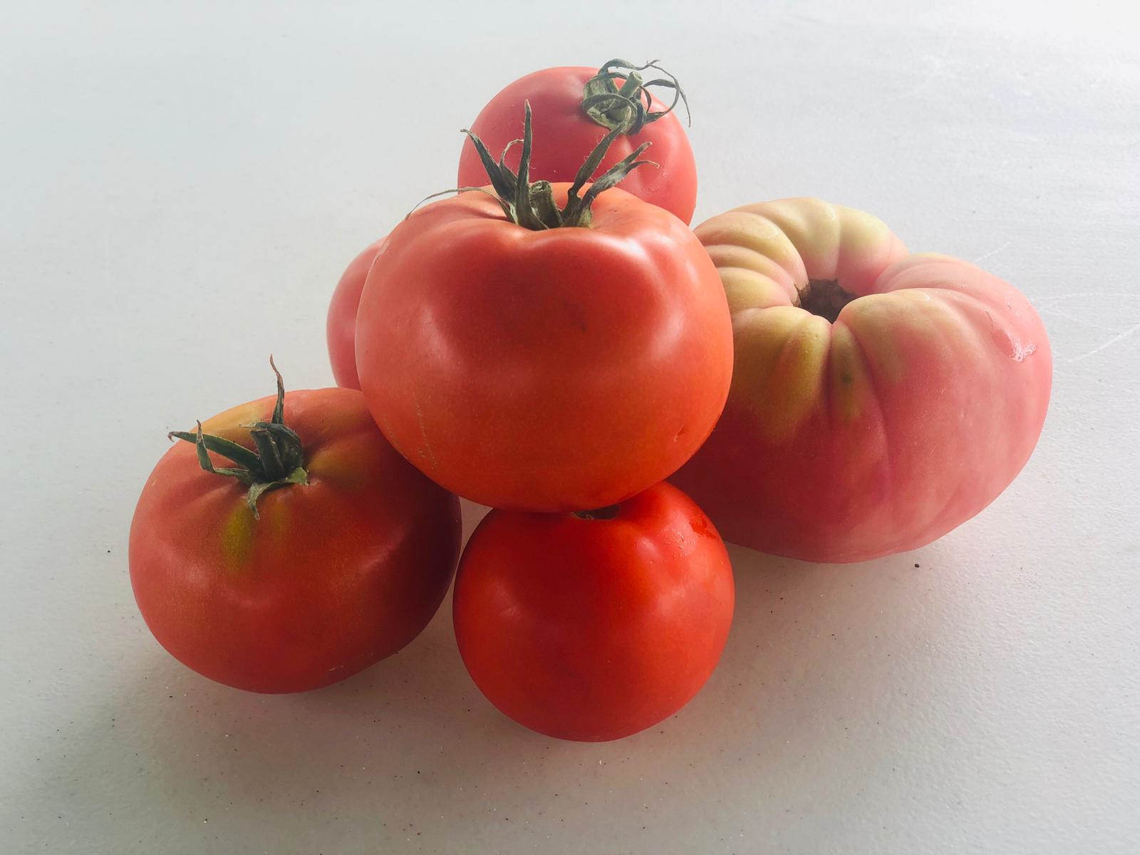 Los primeros tomates, que ya presentaban diferentes formas, tamaños y colores, fueron acogidos entre los cántabros como un alimento más para complementar su dieta