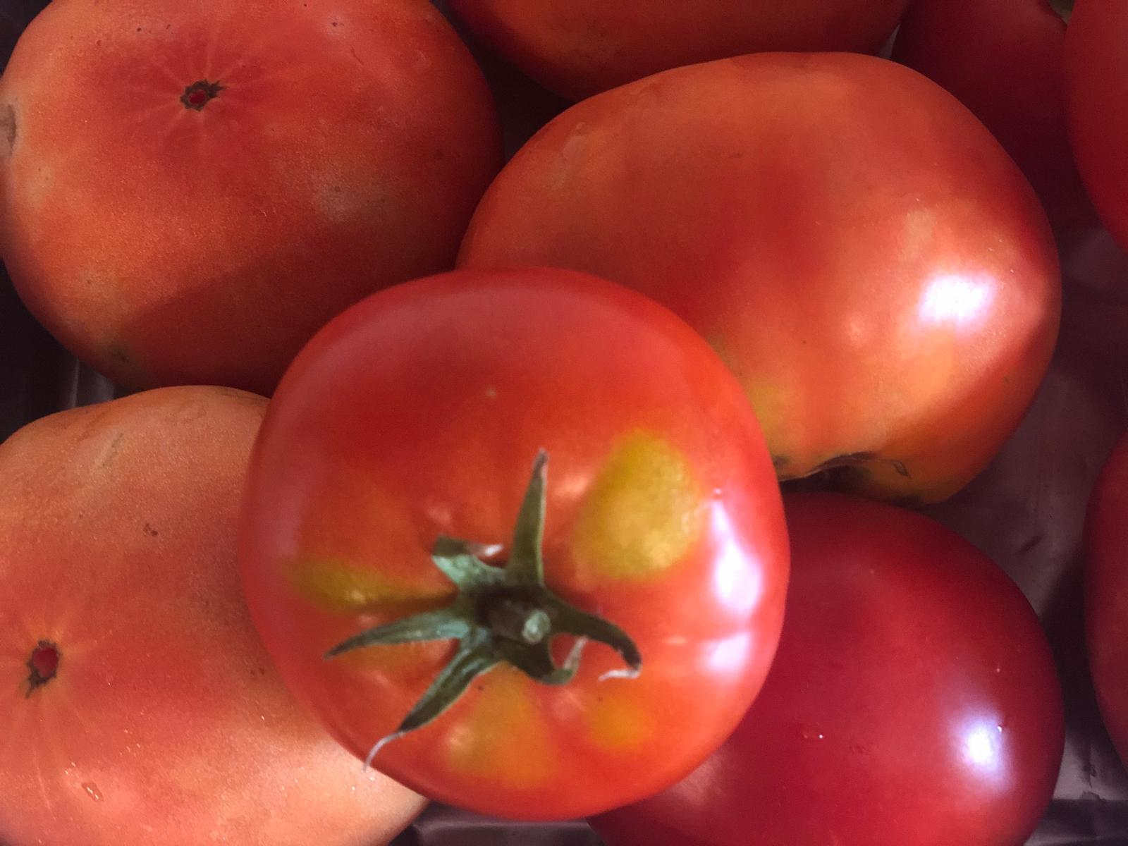 En Cantabria, las producciones de tomate se ubican principalmente alrededor de los centros urbanos y en los pueblos más cercanos a la costa cántabra