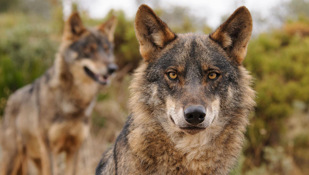 El Estado destinará 1,6 millones de euros a pagar los daños que el lobo provoque en Cantabria