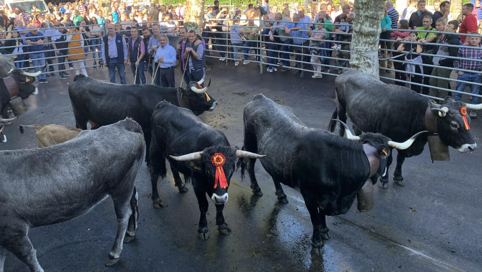 Regresa la Feria de Todos los Santos tras la pandemia con más de 600 cabezas de ganado