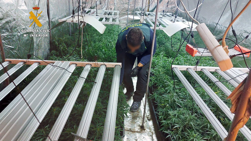 Desmantelan una plantación con 500 plantas de marihuana en el garaje de una vivienda de Guriezo