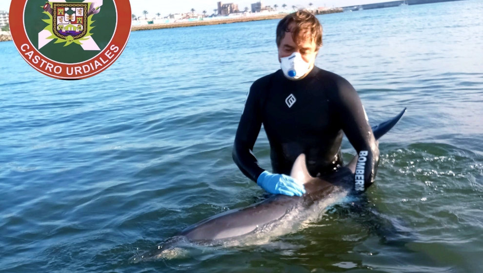 Rescatan a un delfín varado en Castro Urdiales