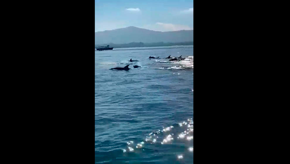 Un grupo de delfines nada a sus anchas por la Bahía de Santander