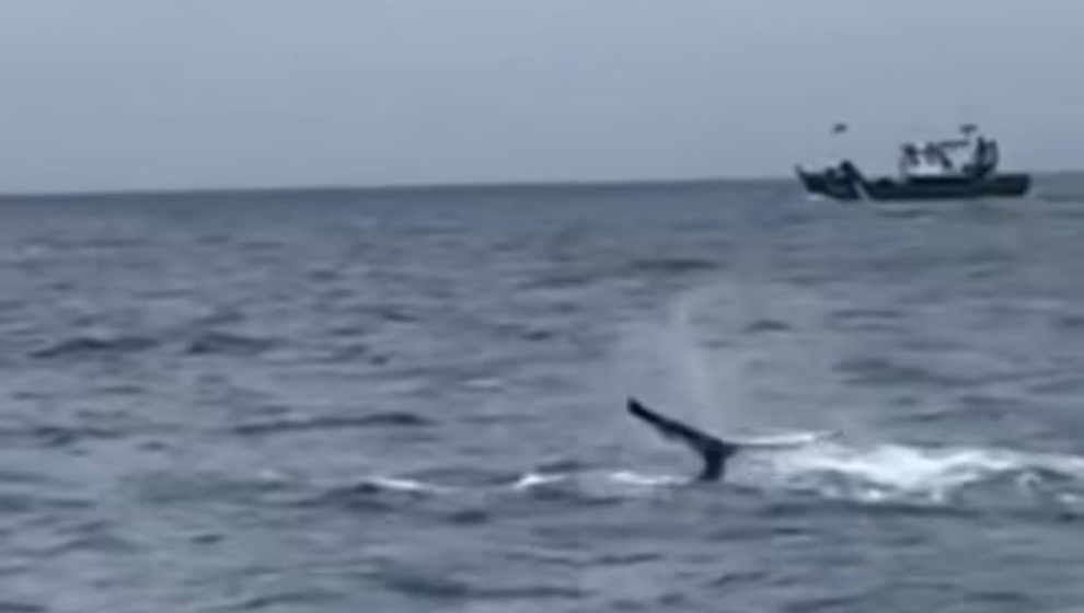 Avistada una ballena jorobada desde el puerto de Santoña