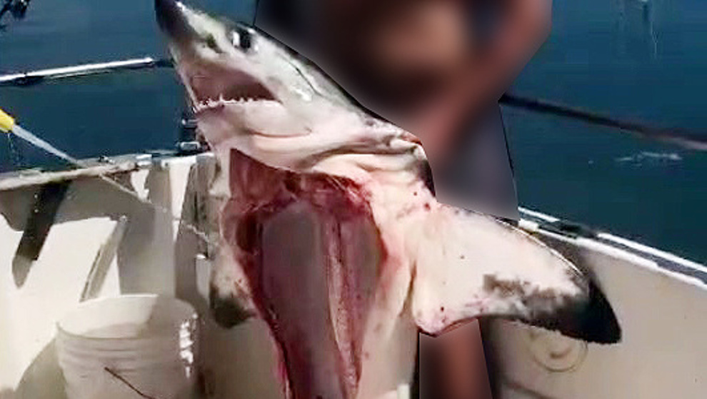 Un hombre se graba con un tiburón muerto de una especie protegida